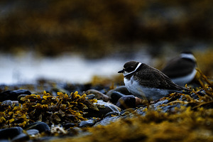 Pretty Plover II