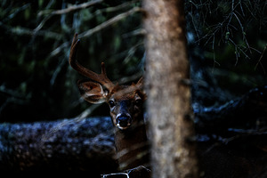 Great Prince of the Forest I