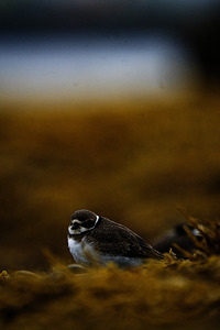 Pretty Plover III