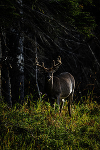 Great Prince of the Forest III