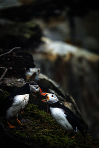 Kissing or Fighting is the question