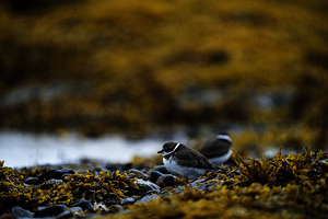 Pretty Plover I