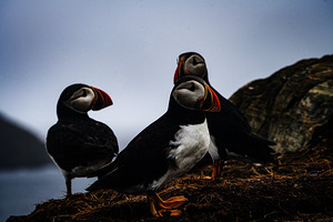 Chillin Puffin