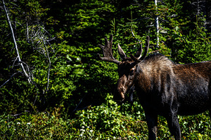 Bullwinkle I