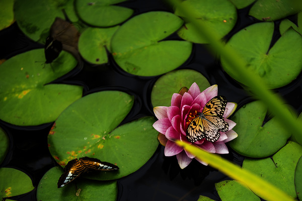 Butterflies and Lilies  by Francois Lapointe