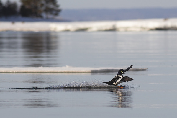 Surf mode by Francois Lapointe