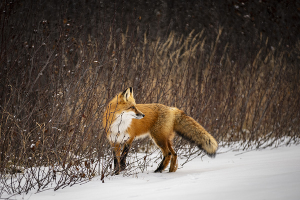 Renard dEeyou Istchee by Francois Lapointe