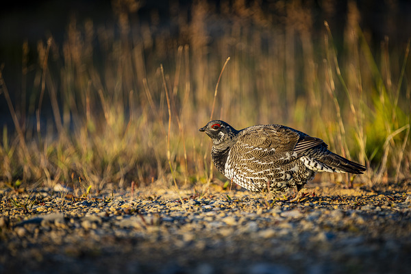 Un matin apres la chasse by Francois Lapointe