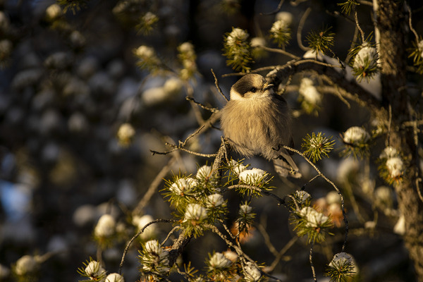 Le petit curieux by Francois Lapointe