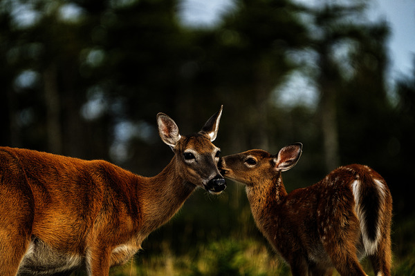 Mother Nature I by Francois Lapointe