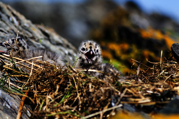 Day older by Francois Lapointe