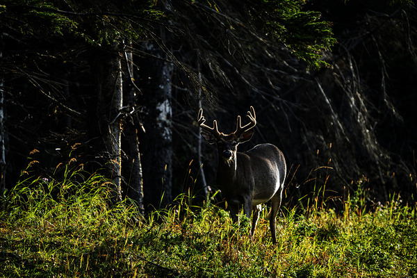 Great Prince of the Forest II by Francois Lapointe