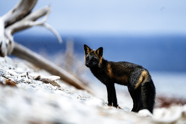 Fire Fox I by Francois Lapointe