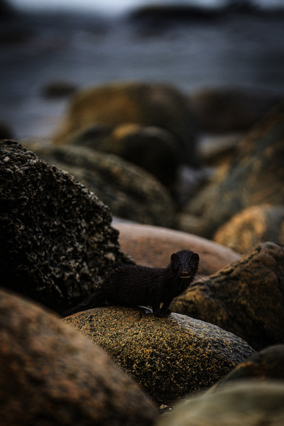 Mighty Mink I by Francois Lapointe