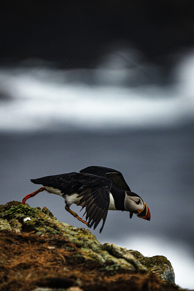 Off the Cliff it went by Francois Lapointe