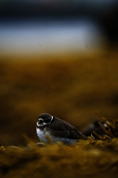 Pretty Plover III by Francois Lapointe