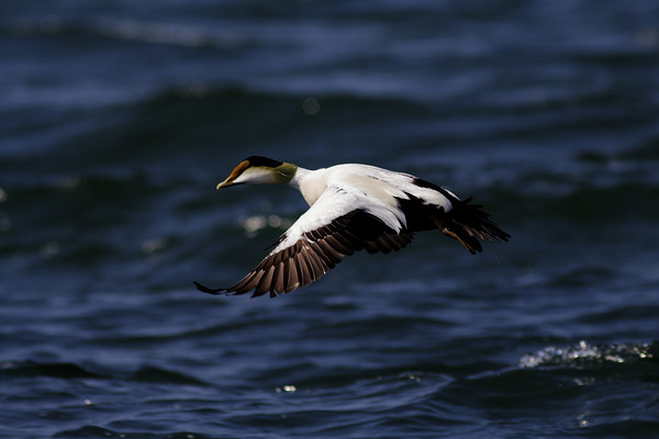 Somateria by Francois Lapointe