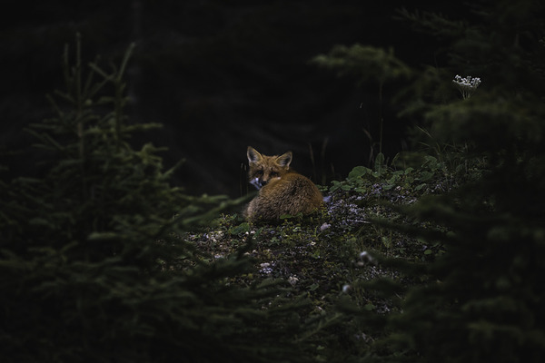 Un soir de septembre by Francois Lapointe