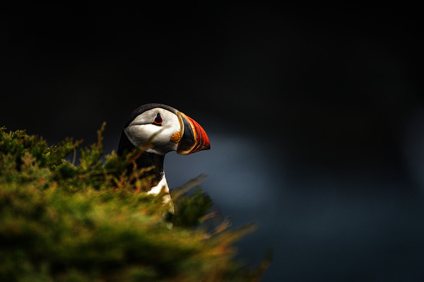 Almost Camo by Francois Lapointe