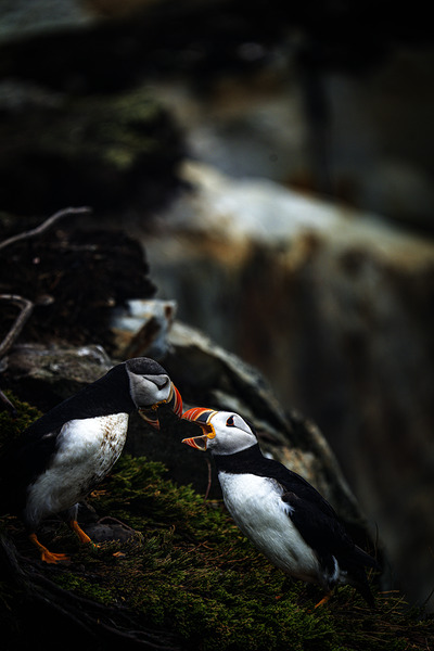 Kissing or Fighting is the question by Francois Lapointe