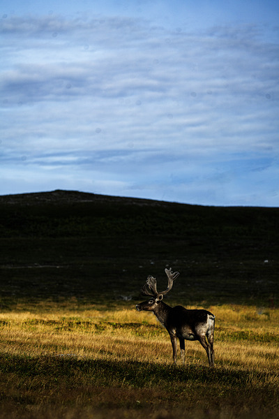 Southern Tundra Bull III by Francois Lapointe