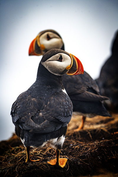Chilling Puffin III by Francois Lapointe