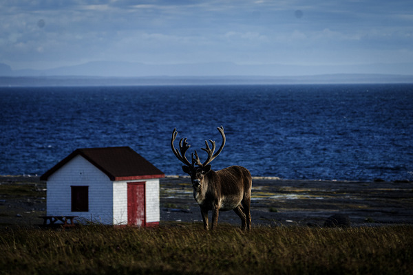 Southern Tundra Bull by Francois Lapointe