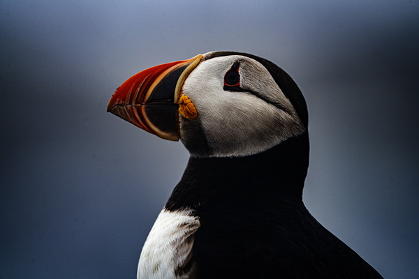 My best shot ever  by Francois Lapointe