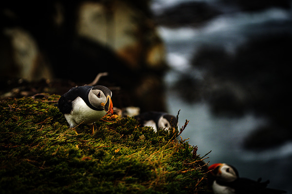 Curious Dude by Francois Lapointe