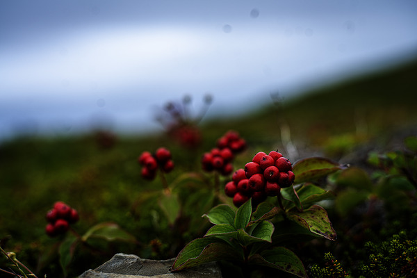 Creeping Dogwood Floor by Francois Lapointe