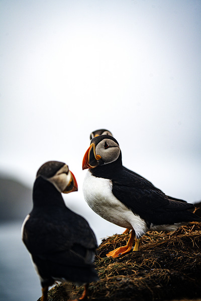 Chillin Puffin II by Francois Lapointe