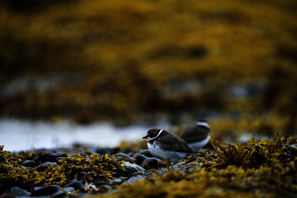 Pretty Plover I by Francois Lapointe
