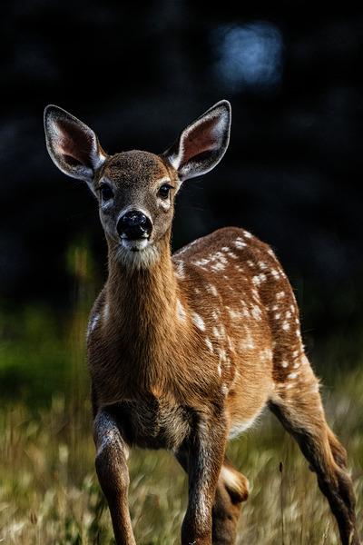 Eye for an eye III by Francois Lapointe