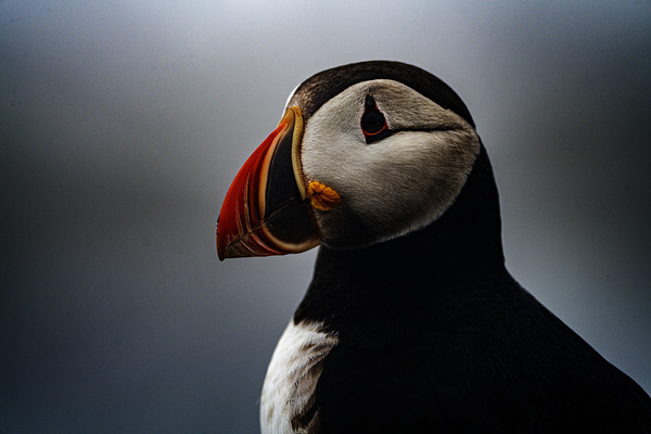 Sea Parrot III by Francois Lapointe