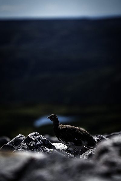 Beyond - a Valley III by Francois Lapointe