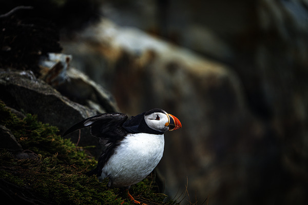 Shake the fog off by Francois Lapointe