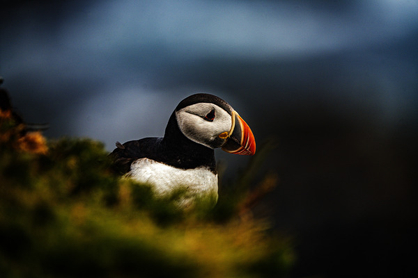 Colorful by Francois Lapointe