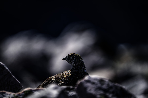 Hard as Rock II by Francois Lapointe