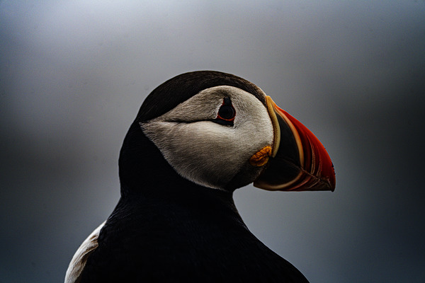 Sea Parrot by Francois Lapointe
