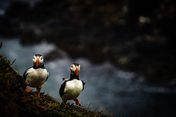 Rough Wind Rough Feather by Francois Lapointe