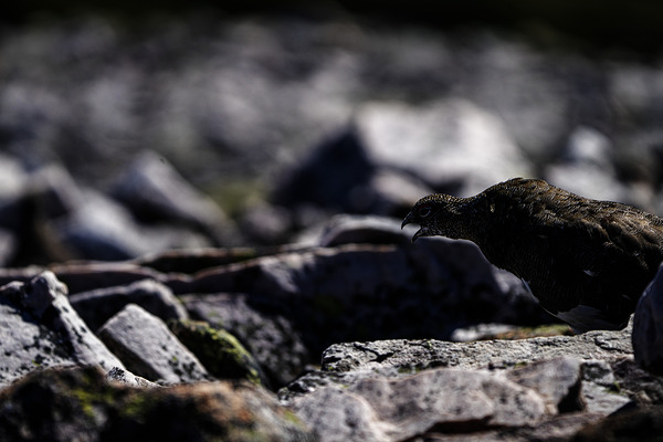 Baritone Bird by Francois Lapointe