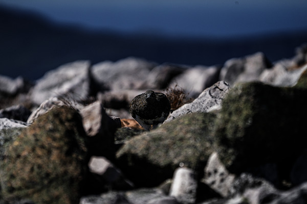 Hard as Rock by Francois Lapointe