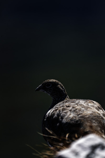 Beyond - a Valley by Francois Lapointe