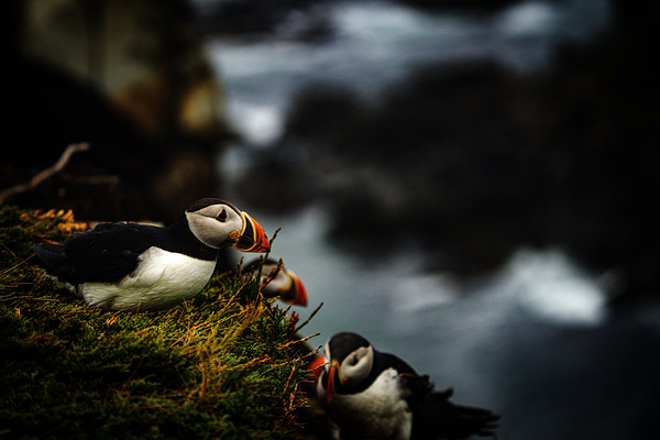 Curious Dude II by Francois Lapointe