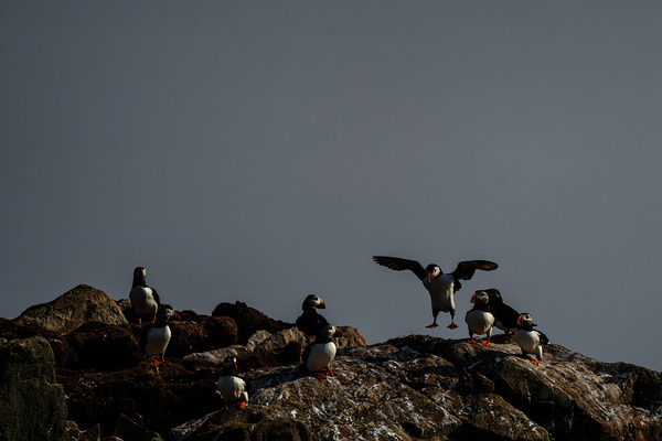 Bounce by Francois Lapointe