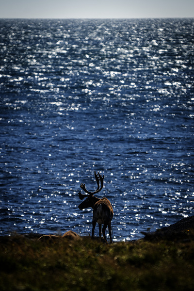 Southern Tundra Bull II by Francois Lapointe