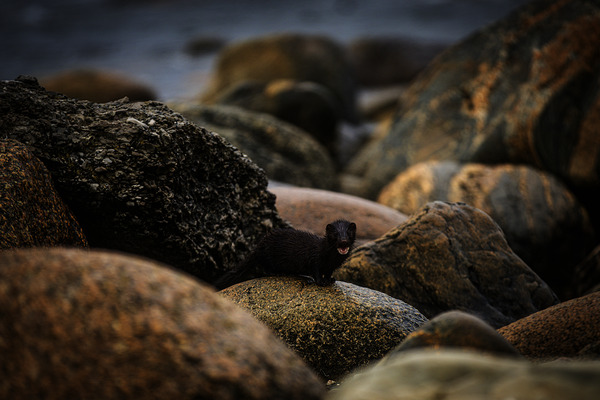 Mighty Mink II by Francois Lapointe