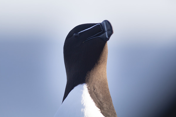 Bec de rasoir by Francois Lapointe