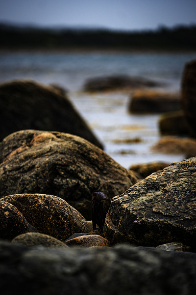 Mighty Mink IV by Francois Lapointe