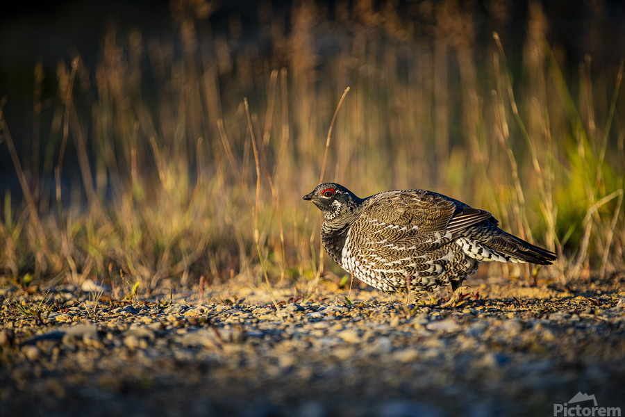 Un matin apres la chasse  Print